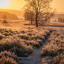 Lüneburger Heide im Winter