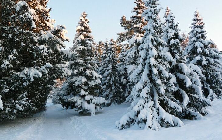 Schneebedeckte Bäume