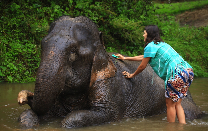Patara Elephant Farm in Chiang Mai, Thailand
