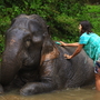 Patara Elephant Farm in Chiang Mai, Thailand
