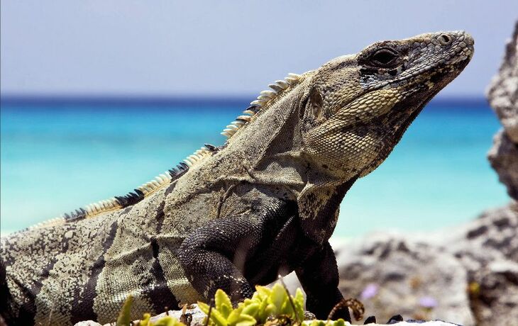 side of Varanus   sand mexico tulum