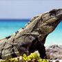 side of Varanus   sand mexico tulum