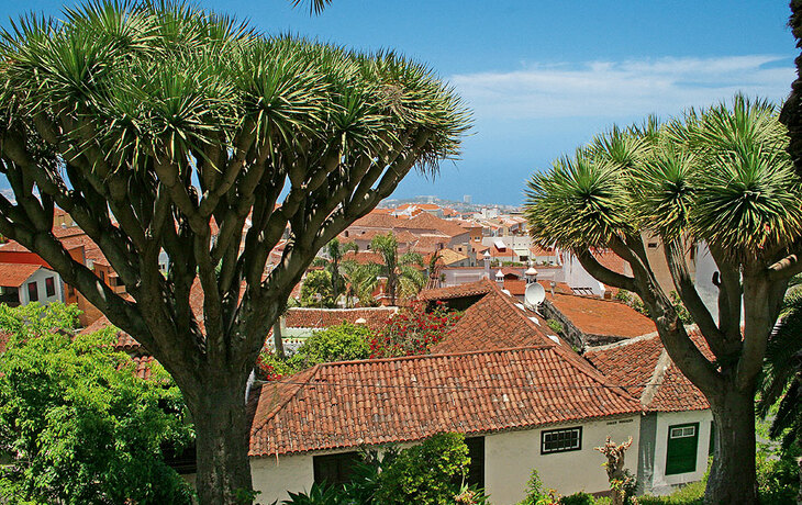 Drachenbäume, Teneriffa