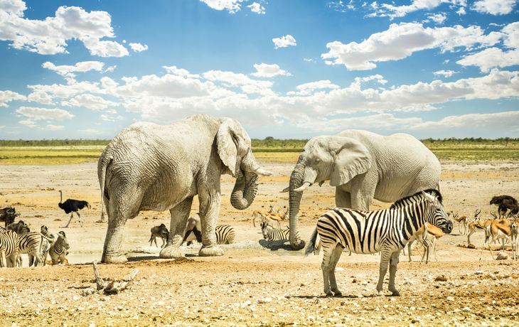 Gruppe wilder Tiere im Etosha Park in Namibia