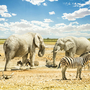 Gruppe wilder Tiere im Etosha Park in Namibia