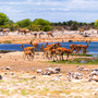 Antilopenherde an einem Wasserloch im Etosha-Nationalpark