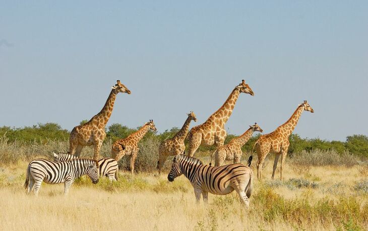 Giraffen und Zebras in Etoscha