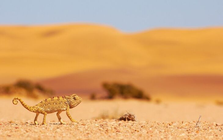 Desert Chamaeleon in the Namib, Namibia