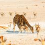 Giraffe in Etosha