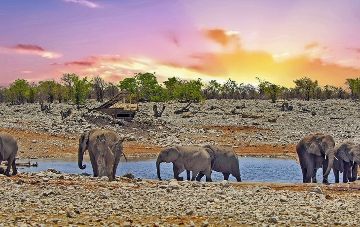 Herde von Elefanten an einem Wasserloch in Etosha