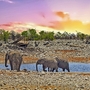 Herde von Elefanten an einem Wasserloch in Etosha