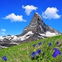 Matterhorn im Vordergrund blühen Enzian