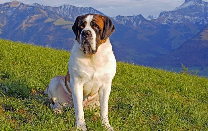 Bernhardiner-Hund in den Schweizer Alpen