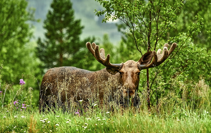 Wilde Elche in Norwegen