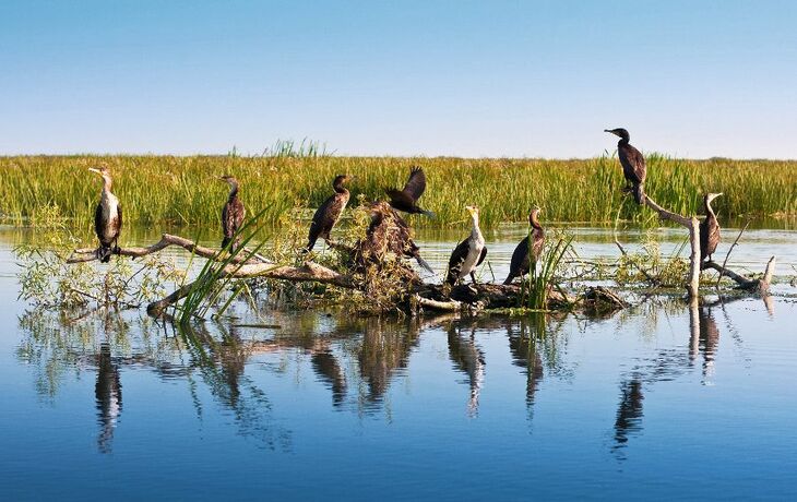 Kormorane im Donaudelta