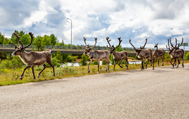 Rentiere in Lappland