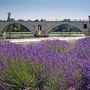 Pont Saint-Bénézet oder Pont d?Avignon in Avignon, Frankreich