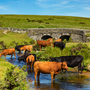 Dartmoor Nationalpark in Devon, Vereinigtes Königreich