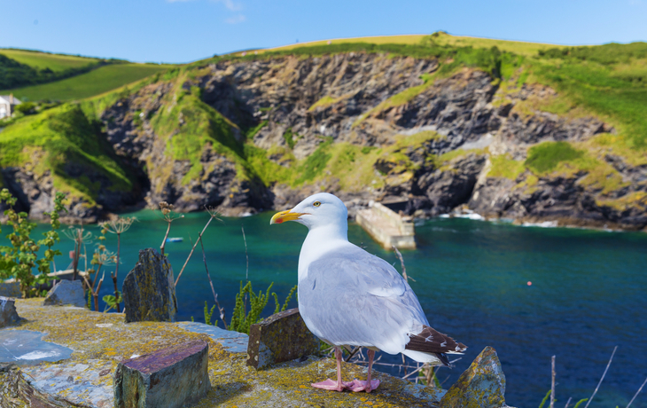 Küste von Port Issac in Cornwall, Vereinigtes Königreich