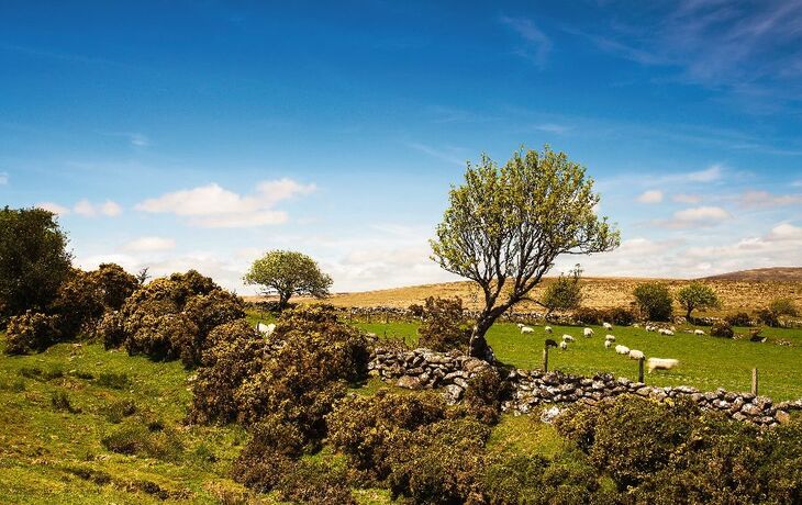 Dartmoor Nationalpark