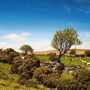 Dartmoor Nationalpark