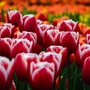 Keukenhof in den Niederlanden