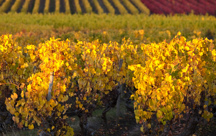 Weinreben an der Loire