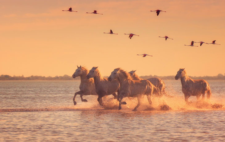 Camargue-Pferde in der Provence, Frankreich 