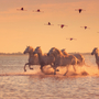 Camargue-Pferde in der Provence, Frankreich 