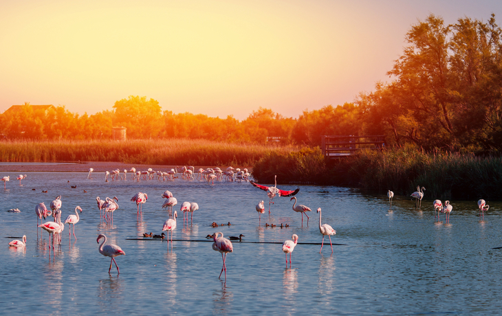 Flamingos im Camargue Nationalpark