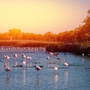 Flamingos im Camargue Nationalpark