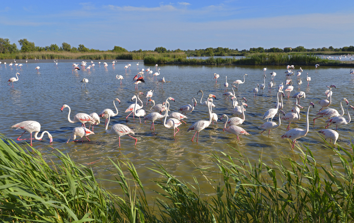 Flamingos in der Camargue in der Provence im Süden Frankreichs