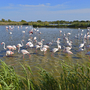 Flamingos in der Camargue in der Provence im Süden Frankreichs