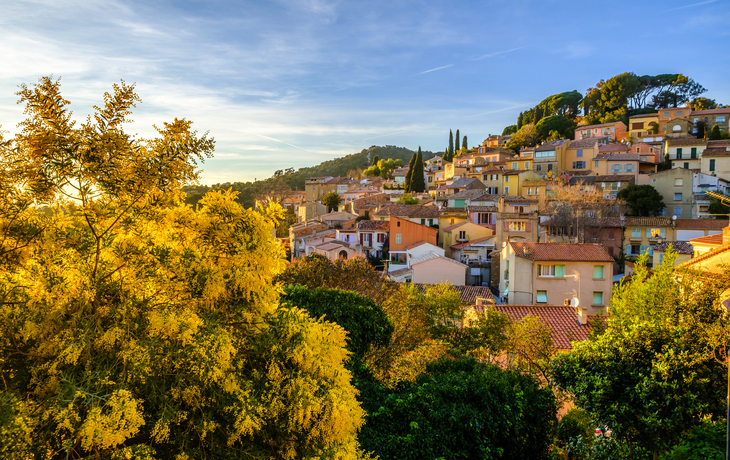 Panoramablick auf Bormes-les-Mimosas mit blühenden Mimosenbäumen im Vordergrund