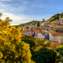 Panoramablick auf Bormes-les-Mimosas mit blühenden Mimosenbäumen im Vordergrund