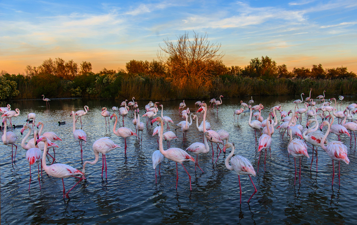 Flamingos in der Camargue