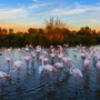 Flamingos in der Camargue