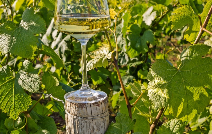 Glas Wein in den Weinbergen im Burgund