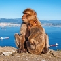 Sitzen Barbary Makaken auf dem Felsen von Gibraltar