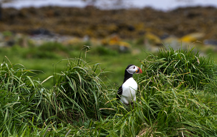 Papageientaucher in Isafjordur, Island