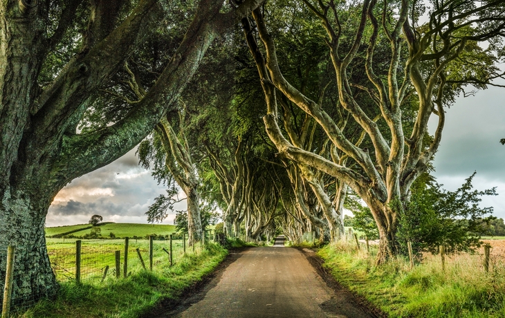 Dark Hedges, Nordirland