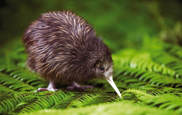 Kiwi - flugunfähiger, nachtaktiver Vogel in den Wäldern Neuseelands