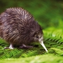 Kiwi - flugunfähiger, nachtaktiver Vogel in den Wäldern Neuseelands