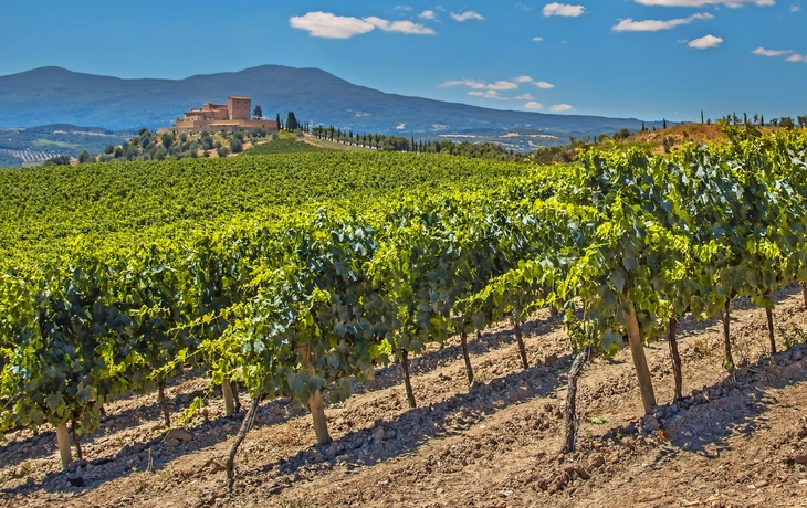 Weinberge in La Rioja