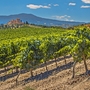 Weinberge in La Rioja